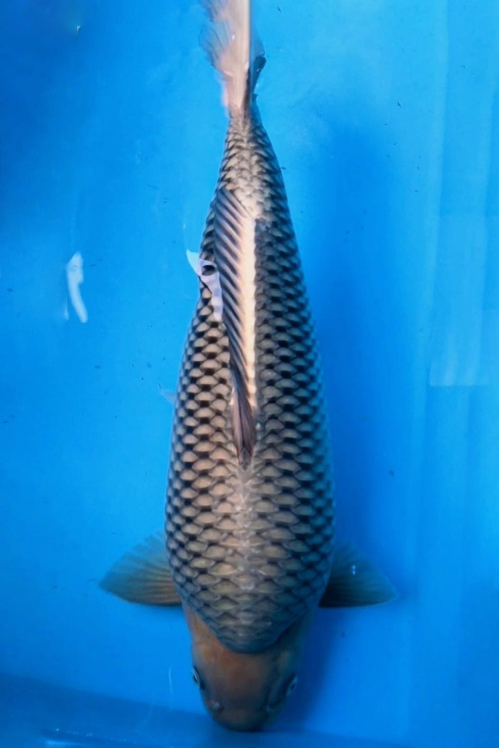 Juara 2
