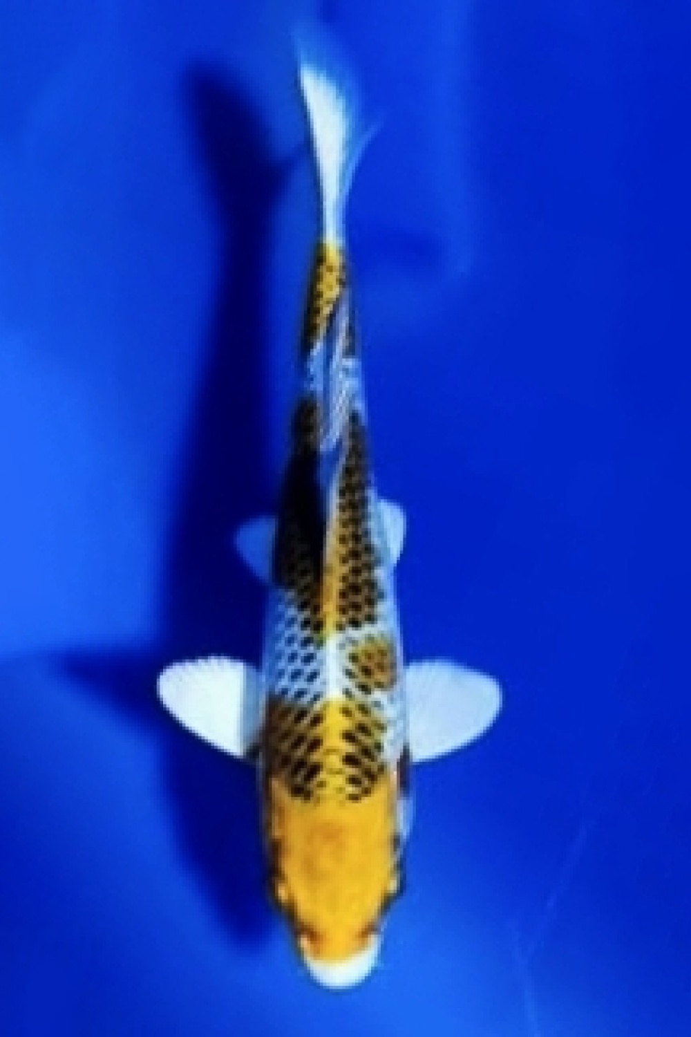Juara 2