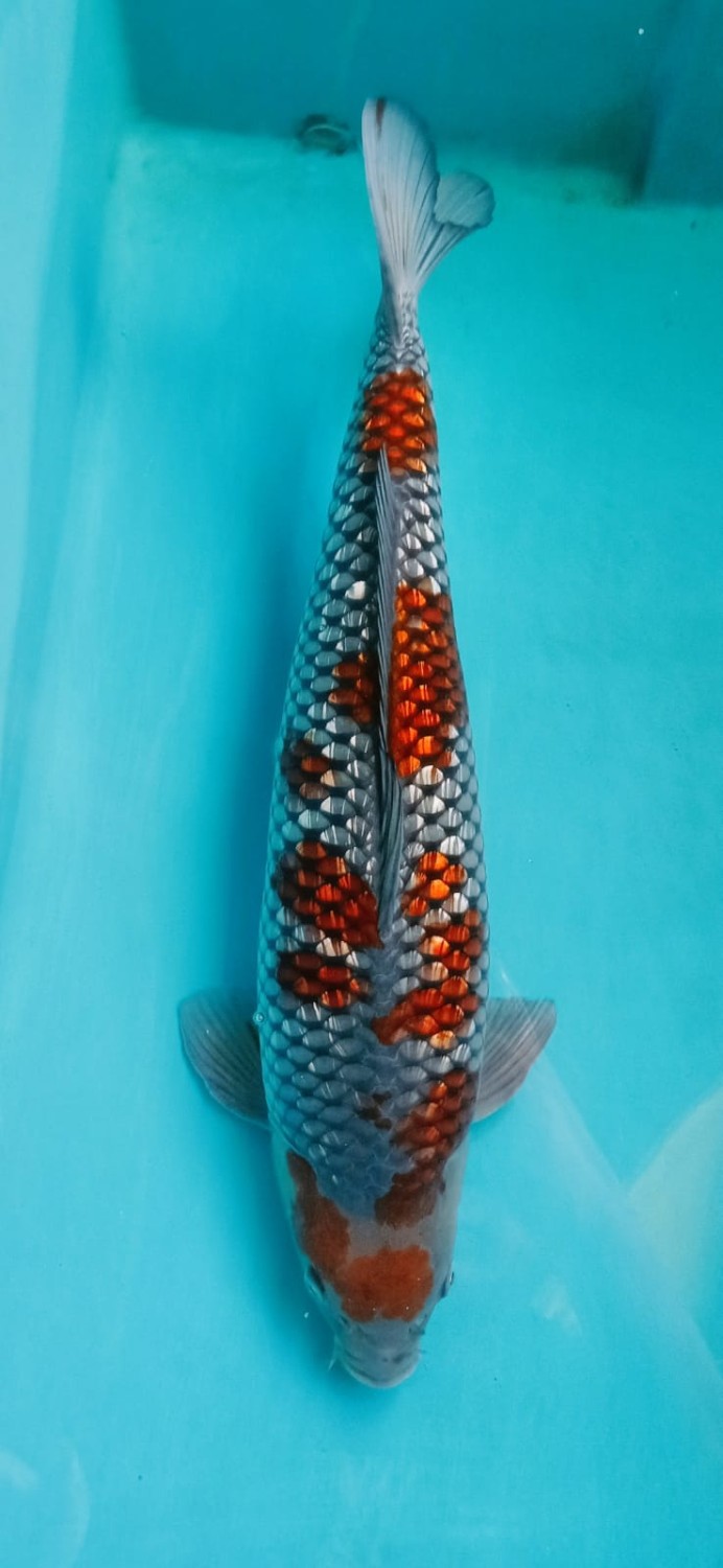 Juara 3