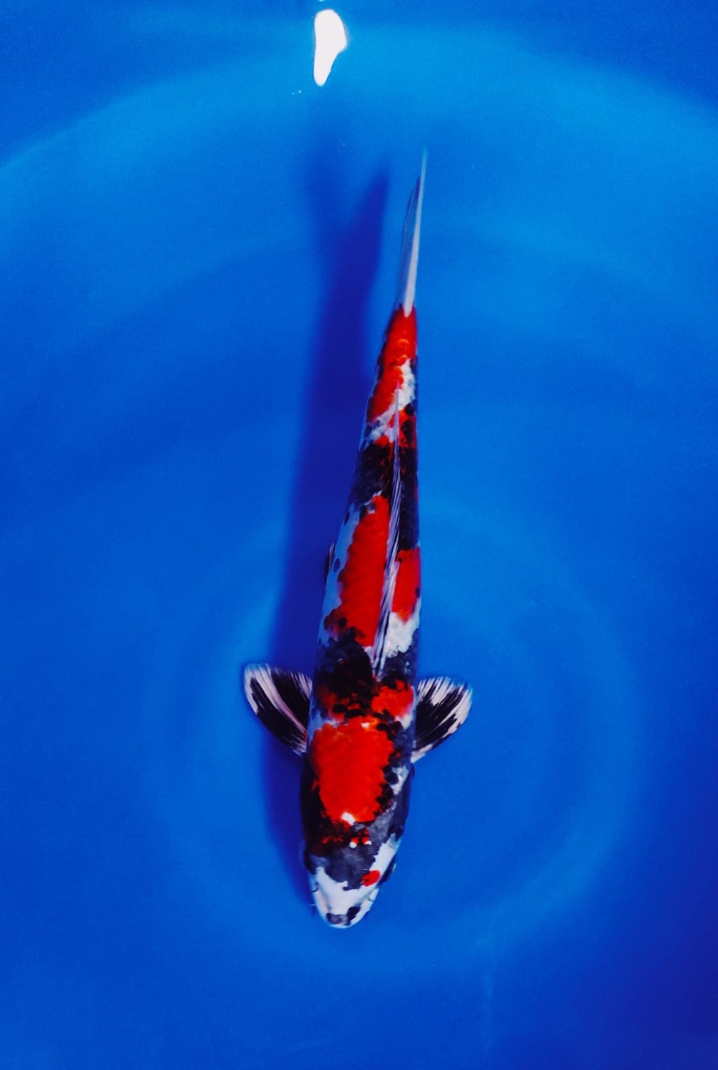 Juara 1