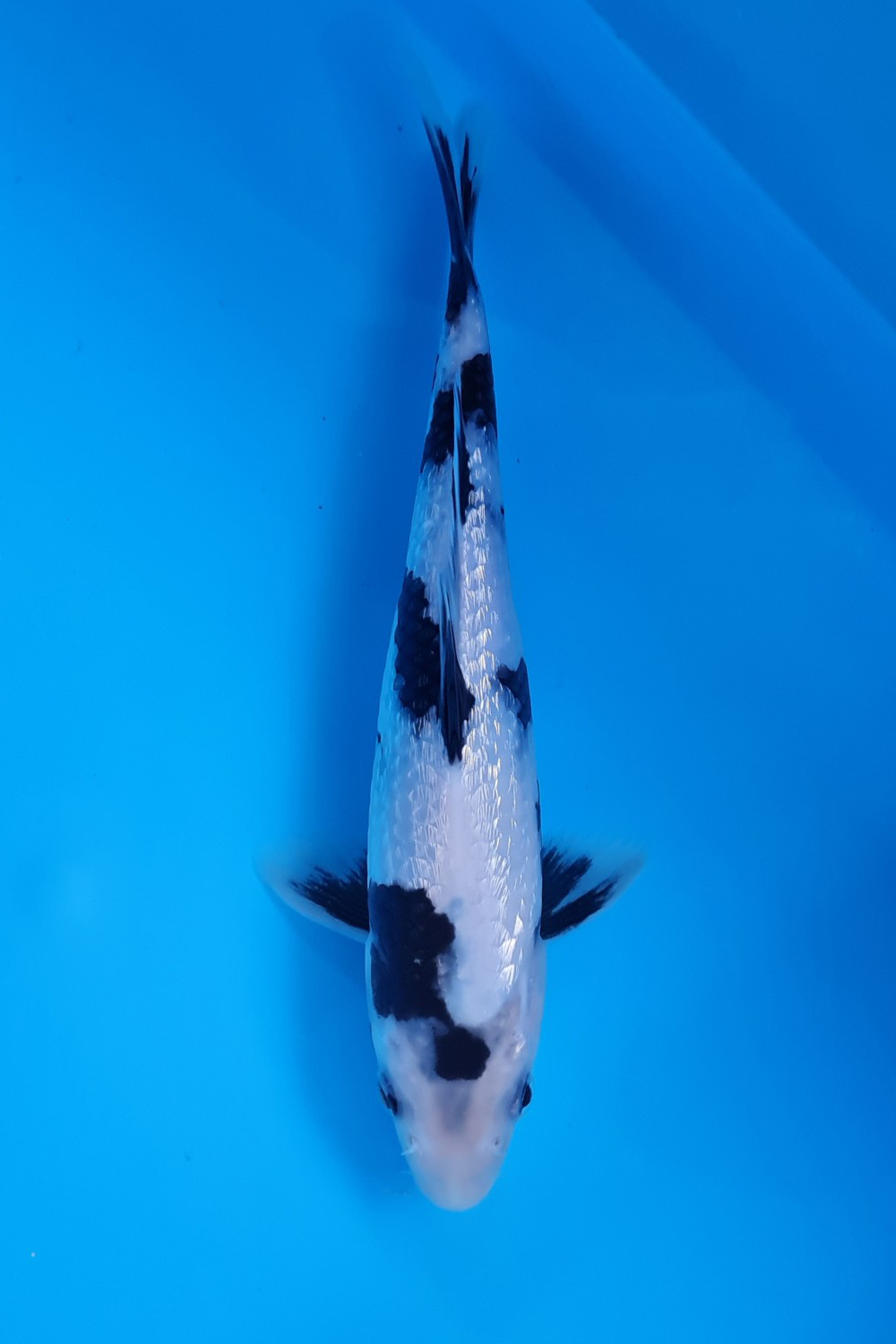Juara 2