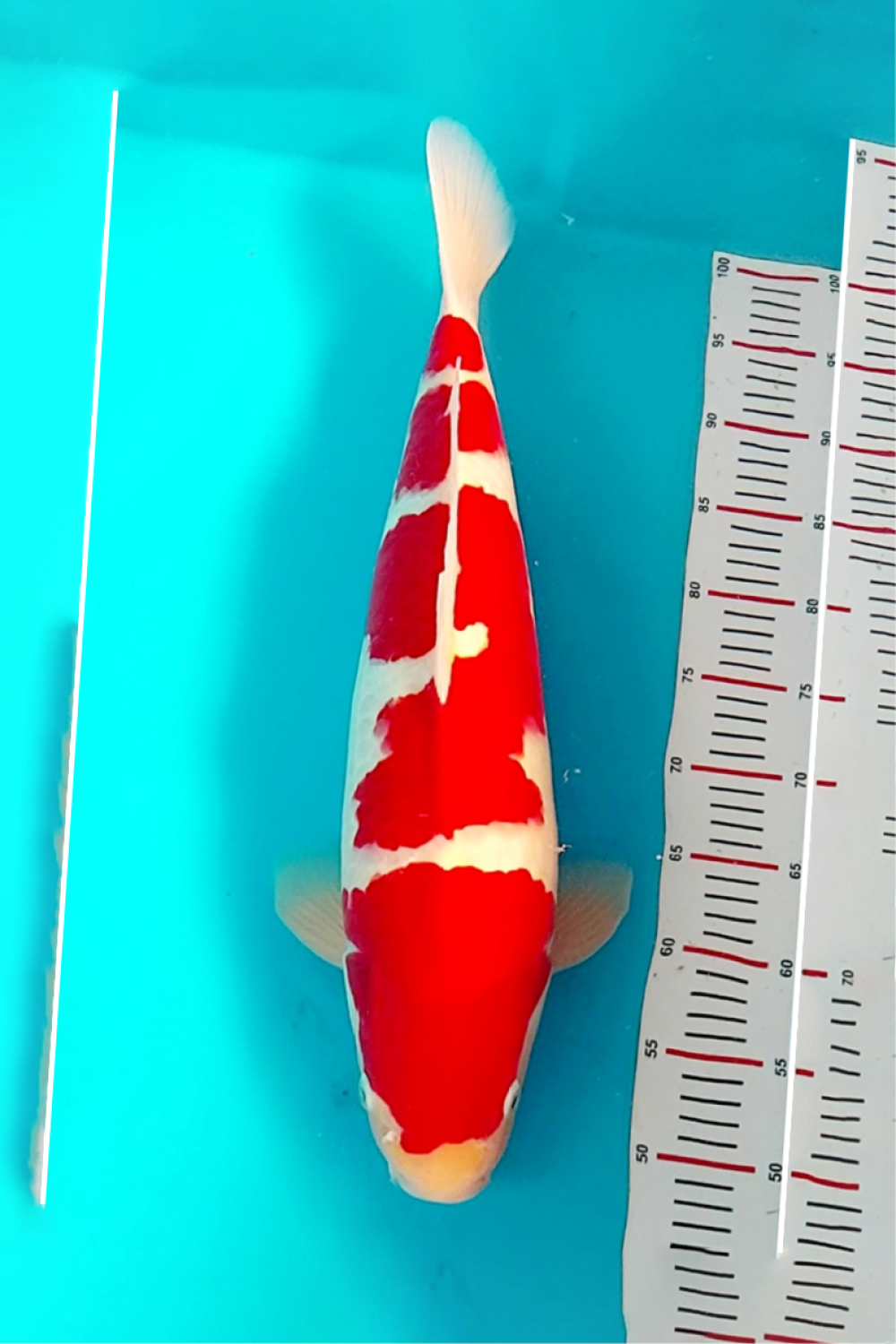 Juara 1