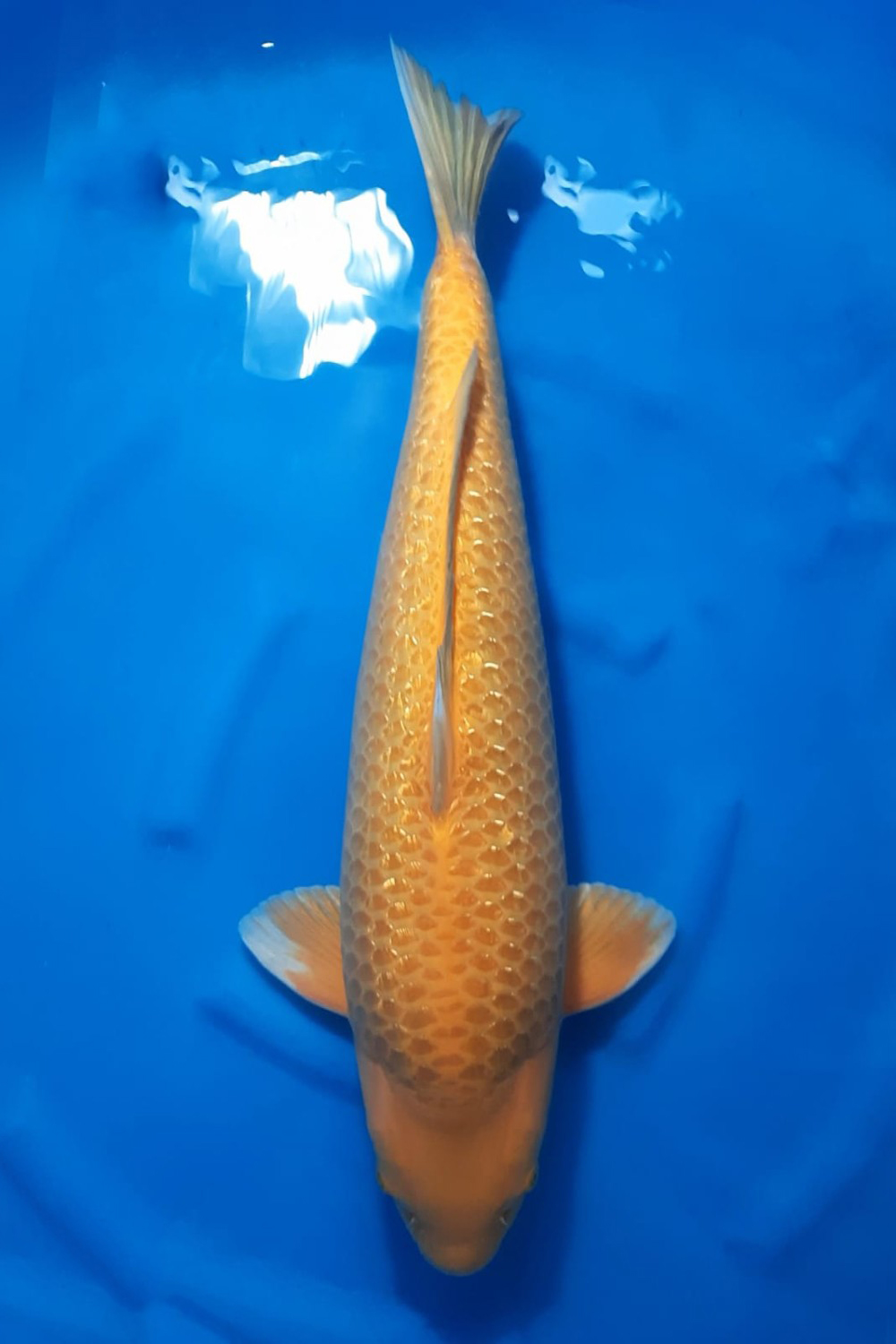 Juara 1