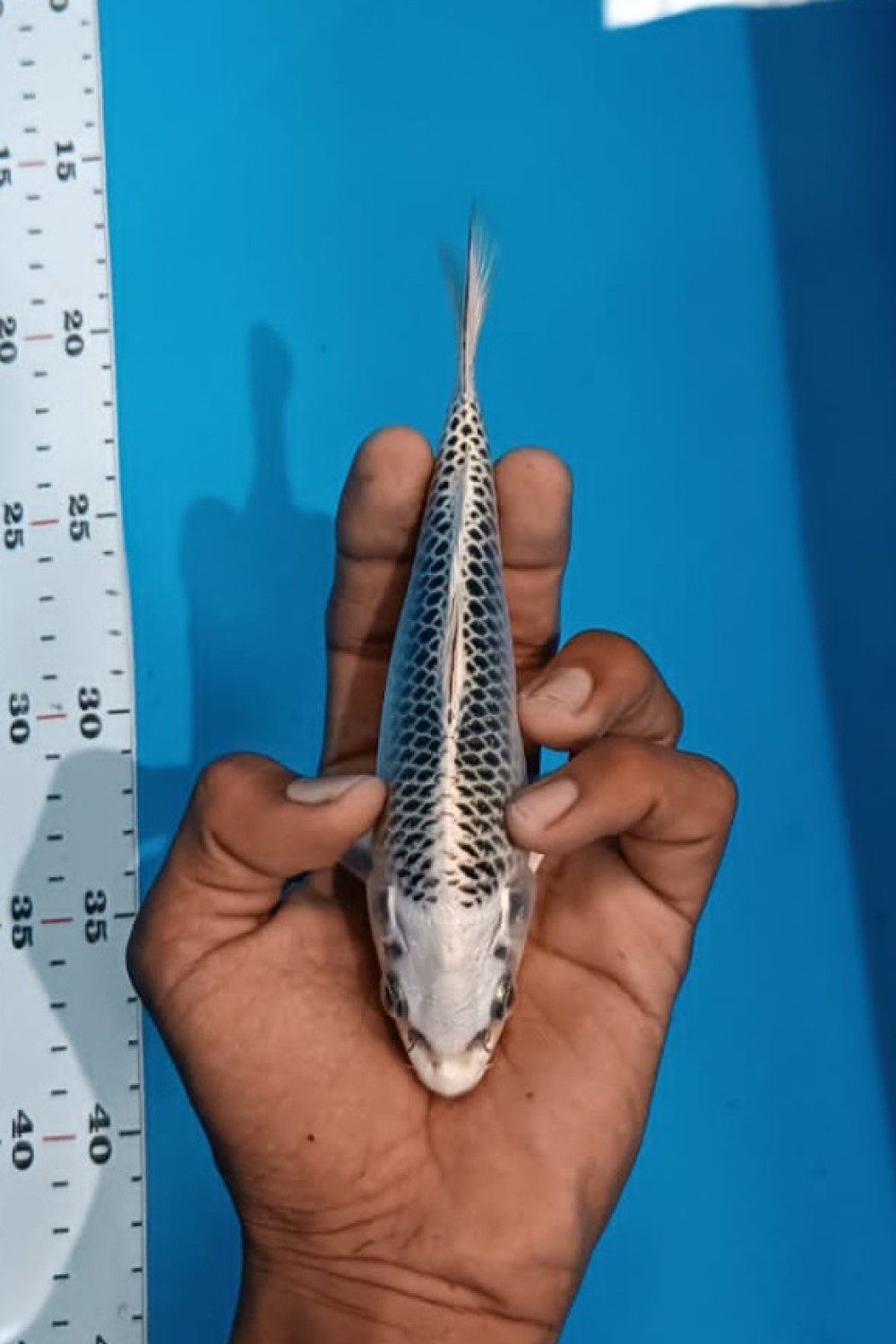 Best In Size E, 13 - 15 cm