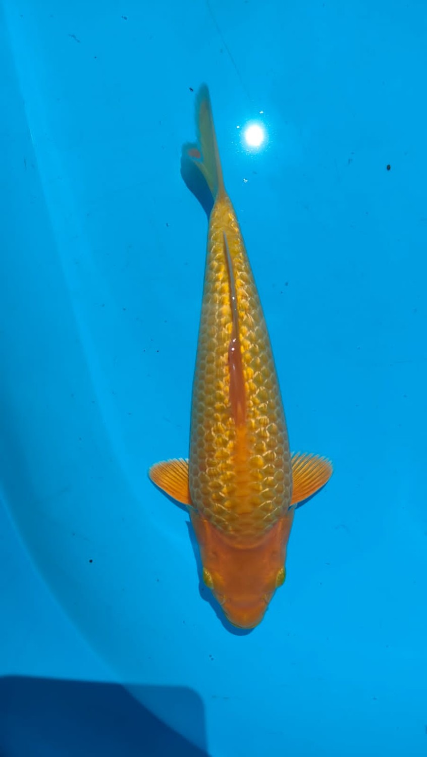 Juara 1