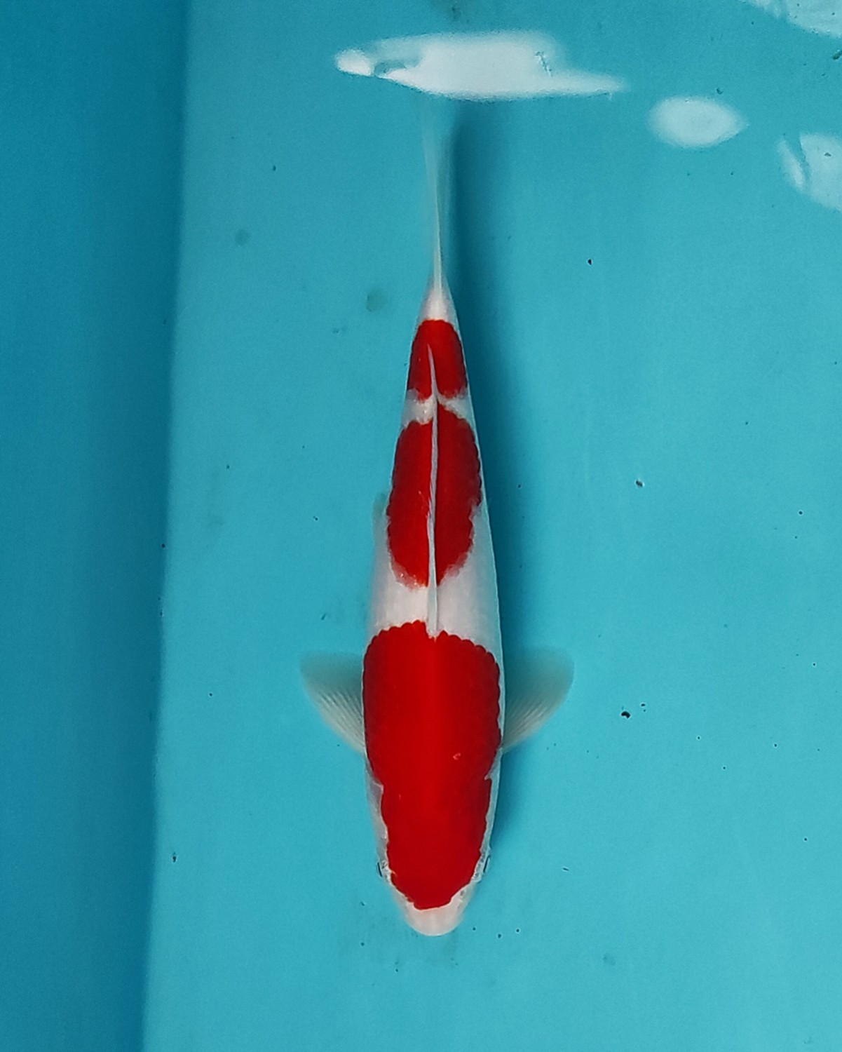 Best In Size A, 21 - 25 cm