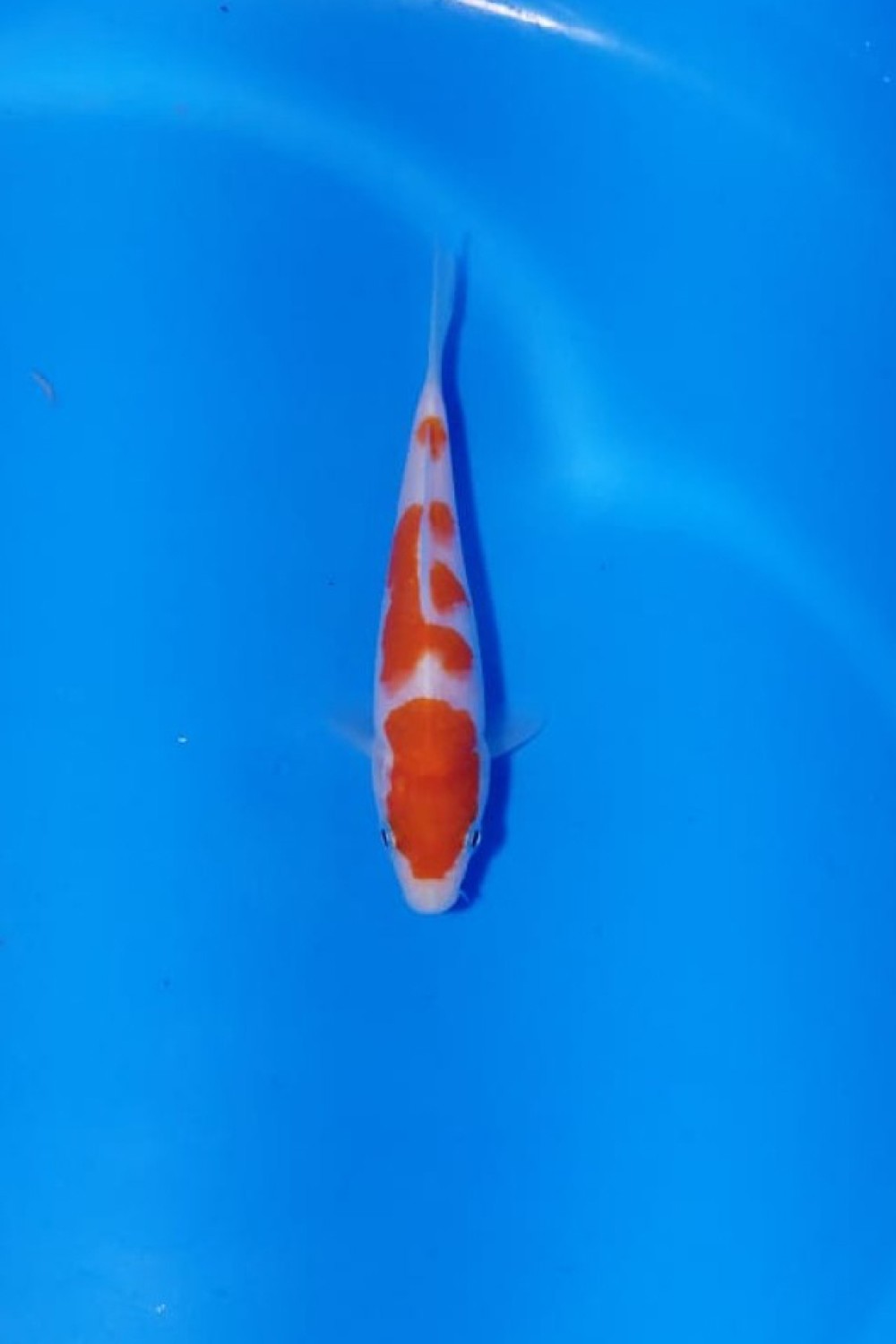 Juara 1