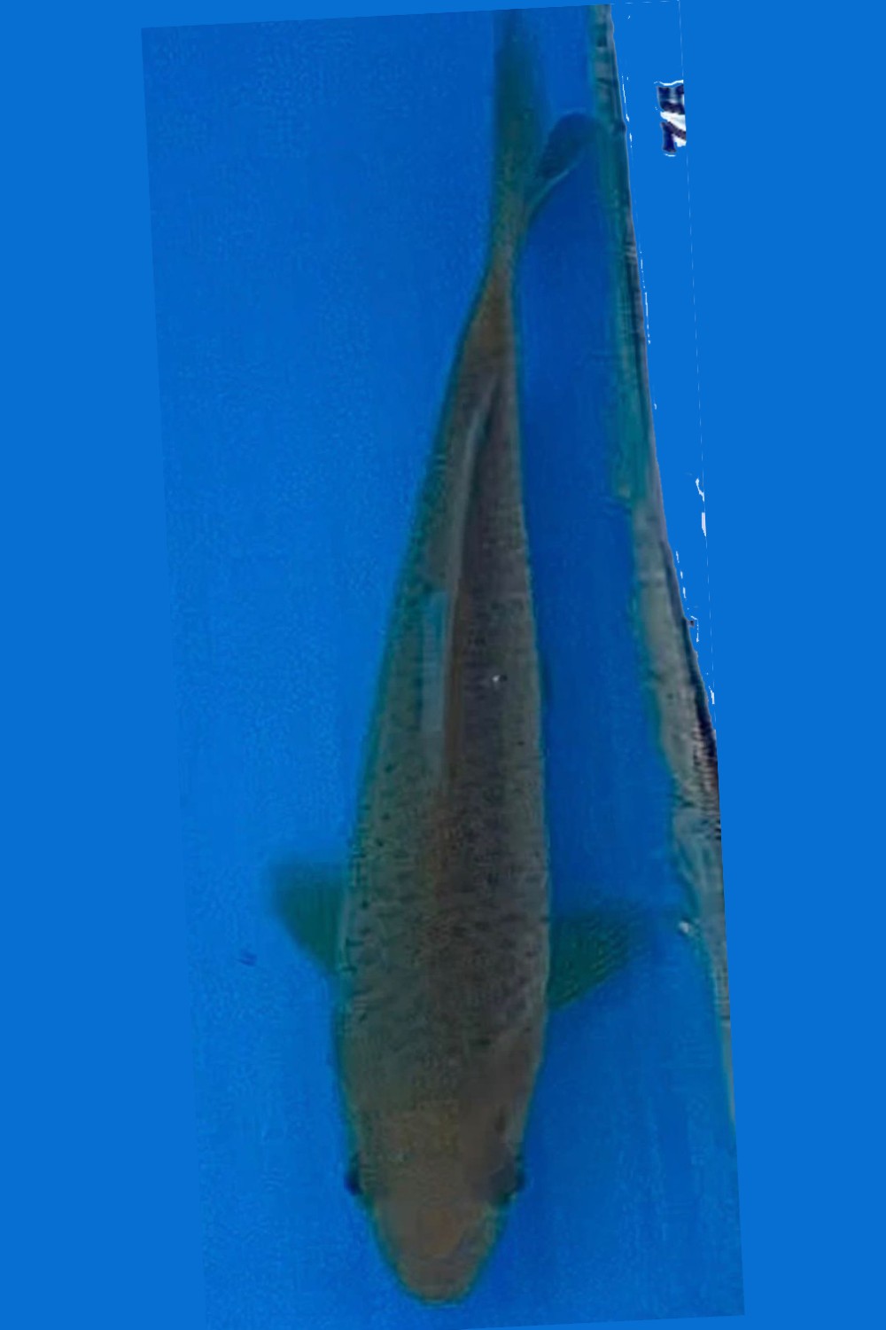Juara 1