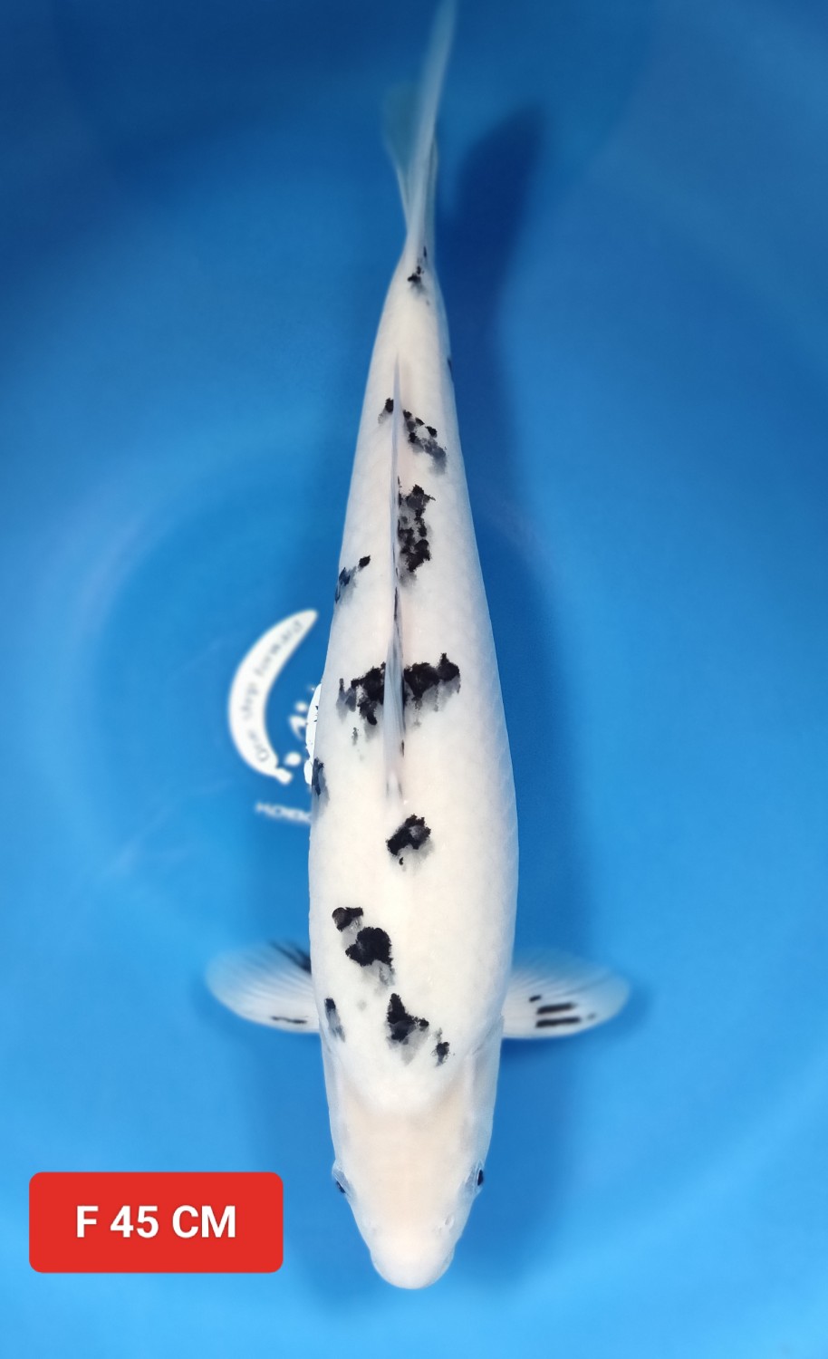 Juara 1