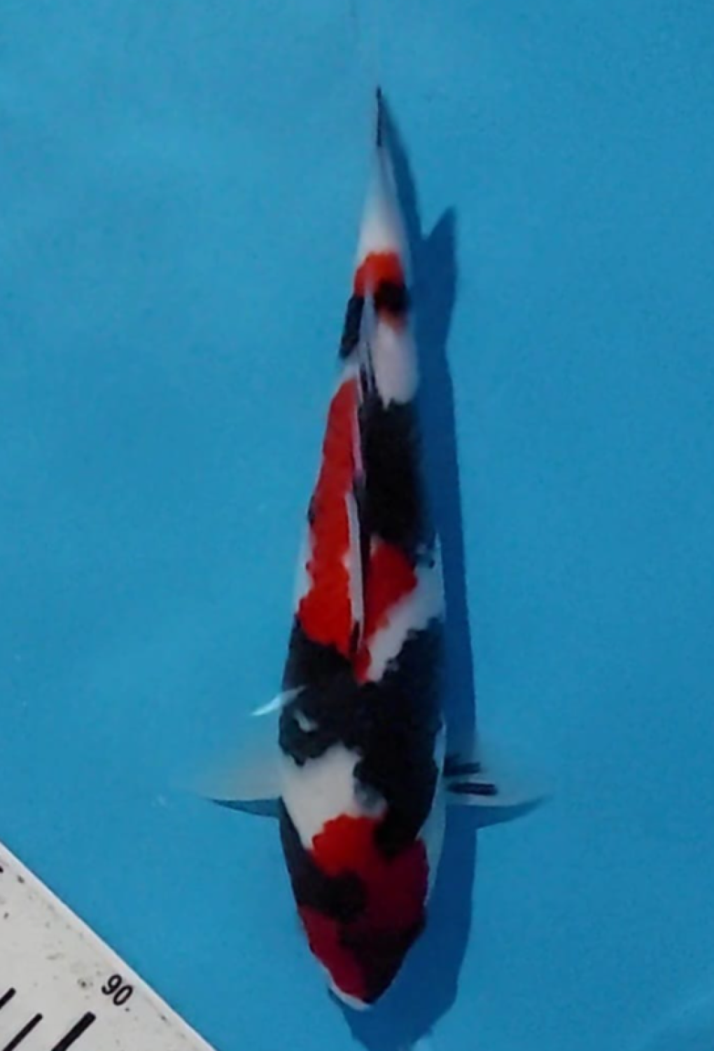 Juara 2