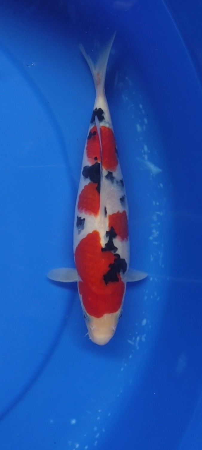 Juara 1