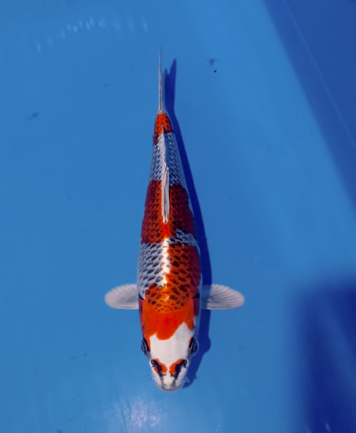 Best In Size B, 21 - 25 cm