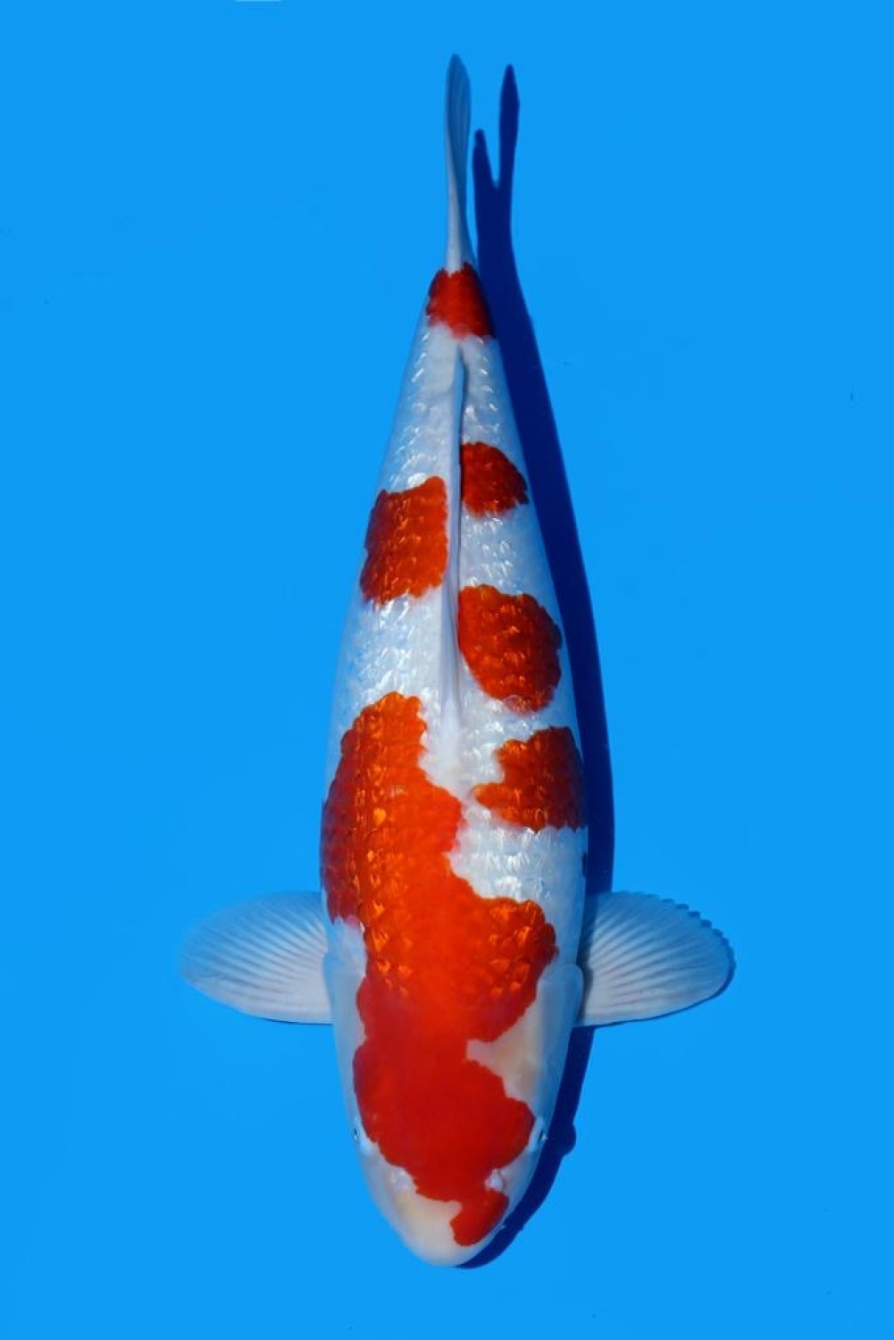 Juara 1