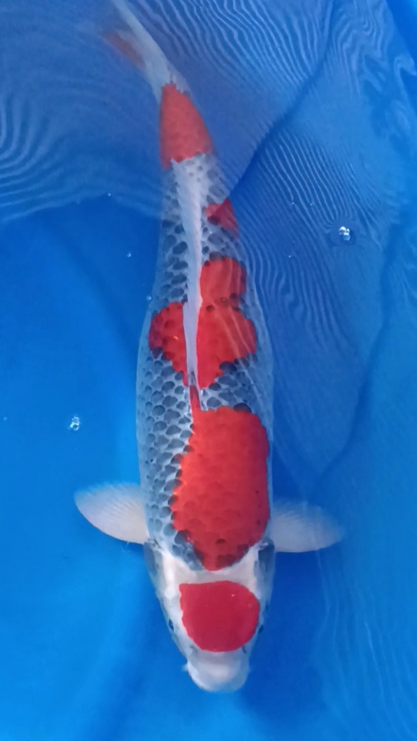 Best In Size B, 56 - 60 cm