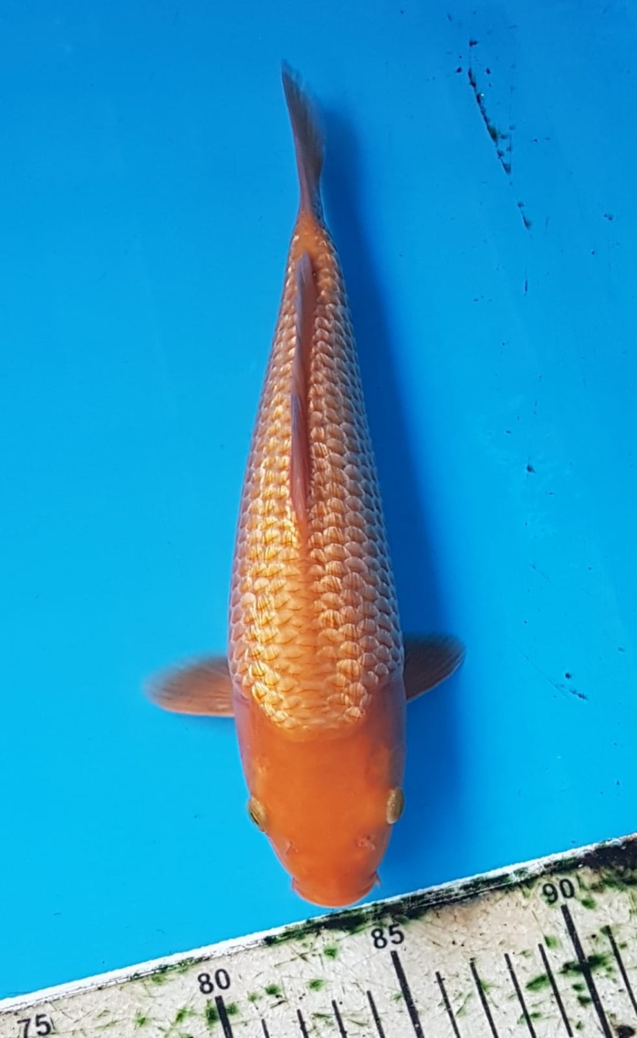 Juara 2