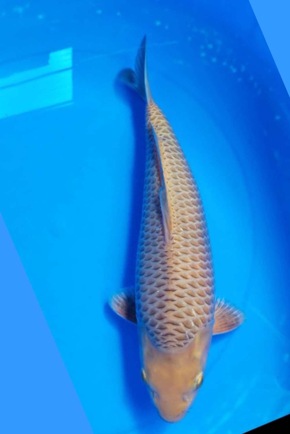 Juara 1