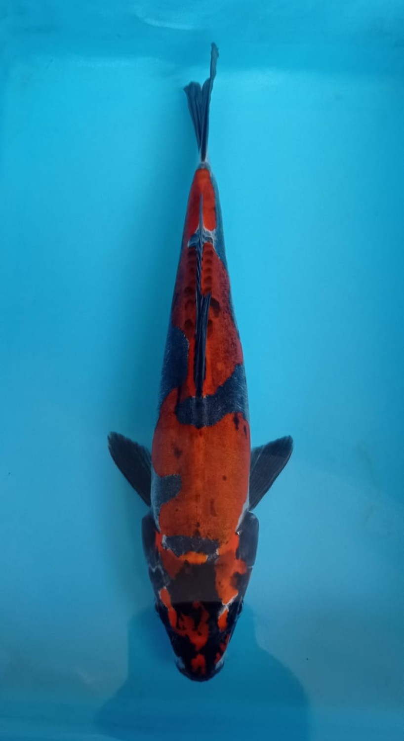 Juara 5
