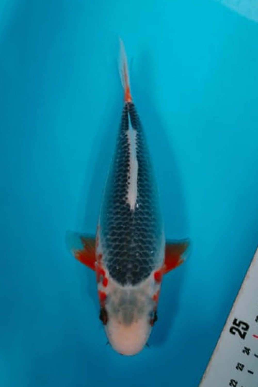 Juara 2
