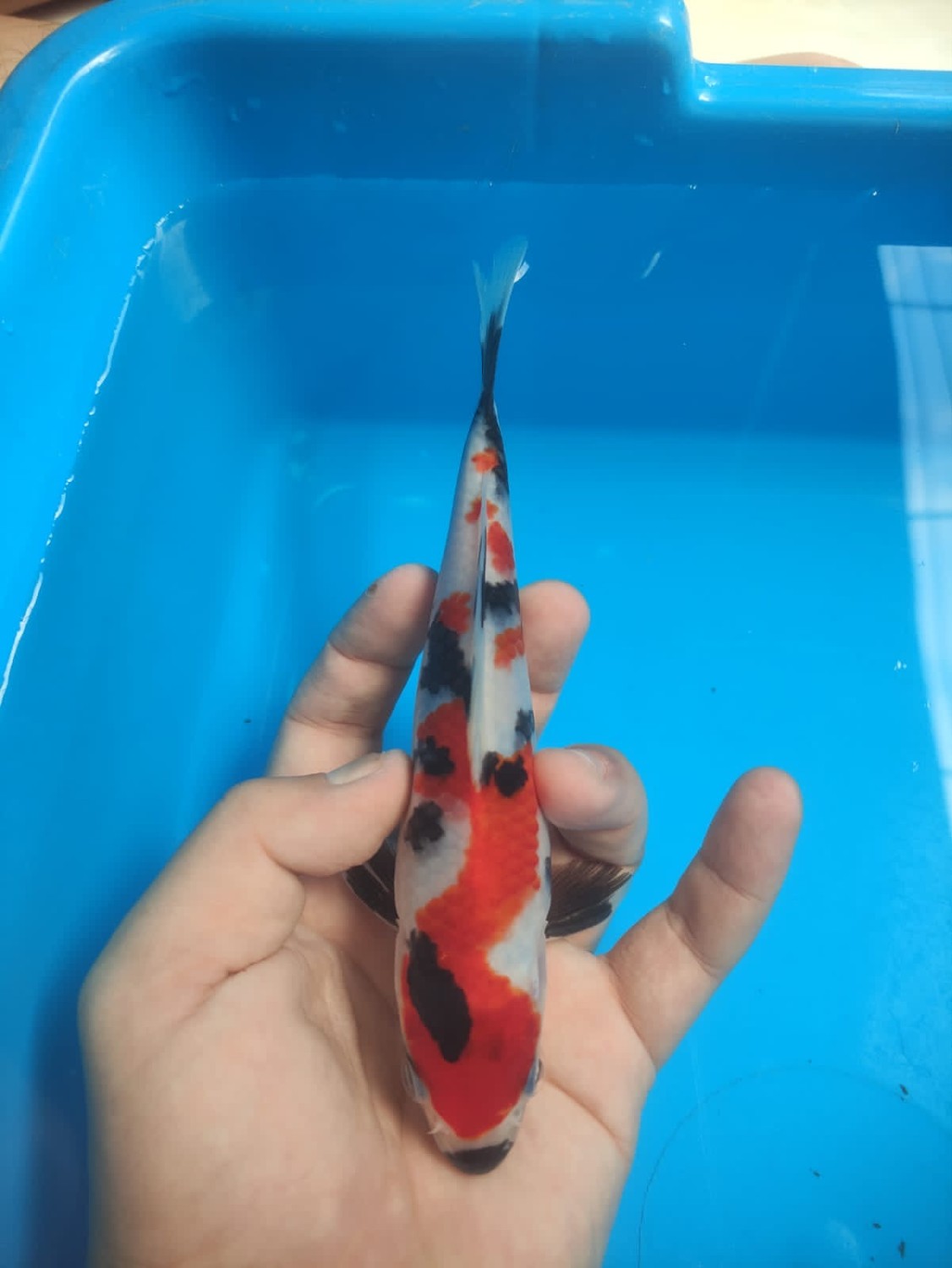 Juara 5