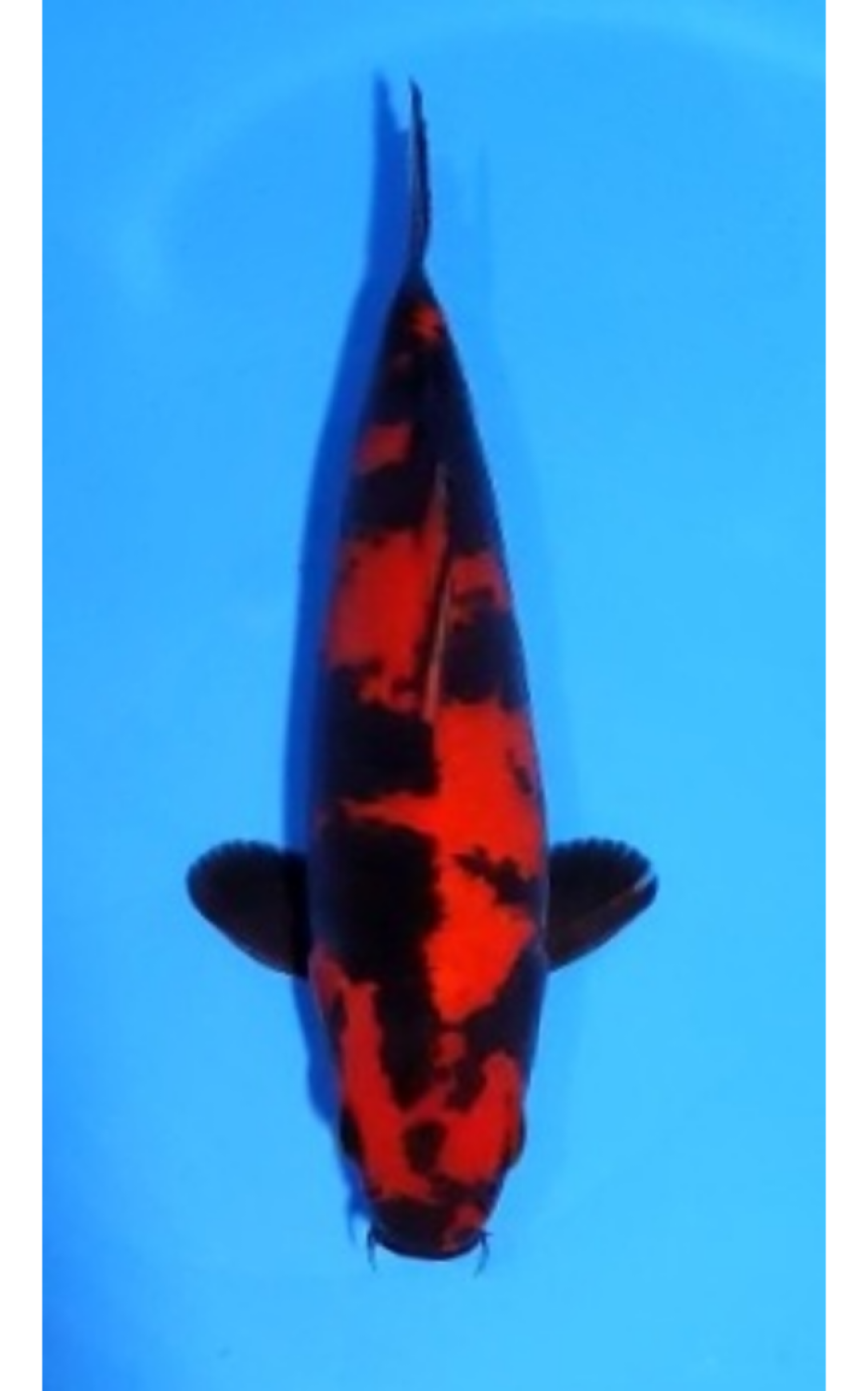 Juara 1
