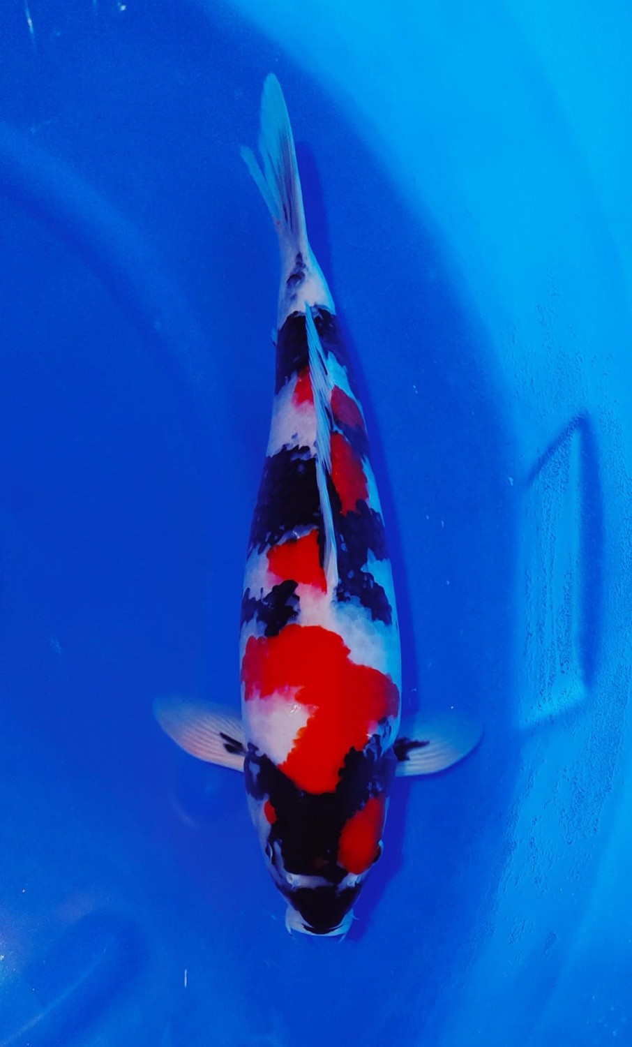 Best In Size A, 46 - 50 cm