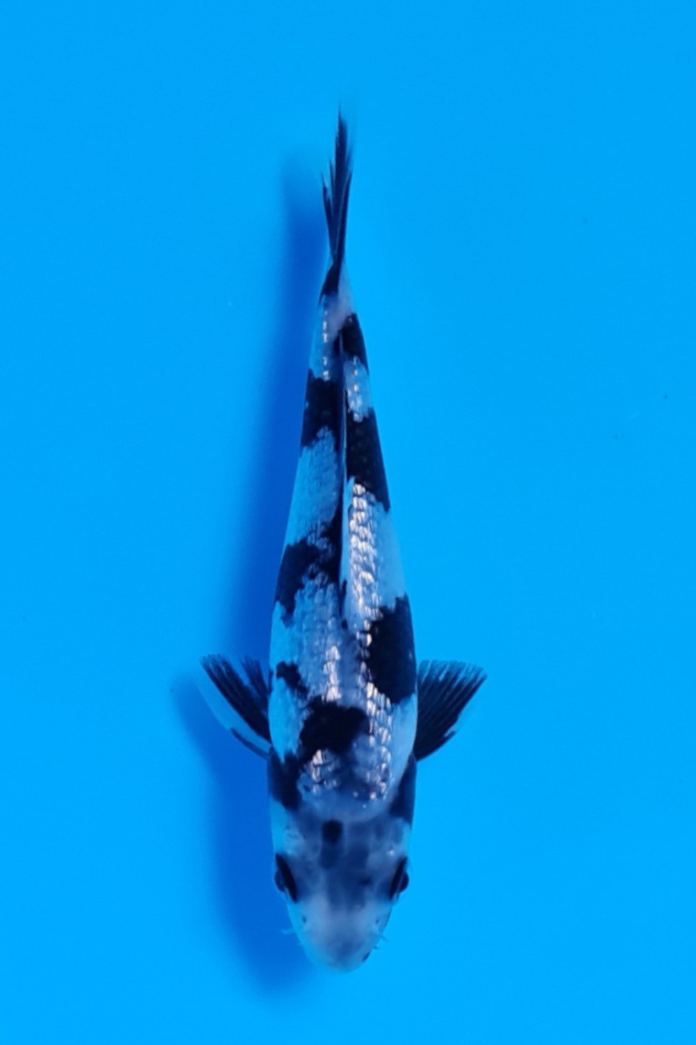 Juara 1
