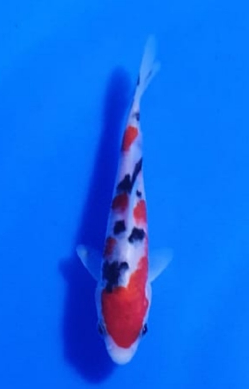 Juara 2