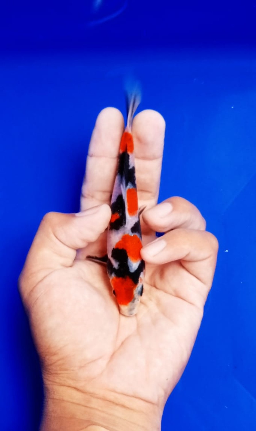 Juara 4