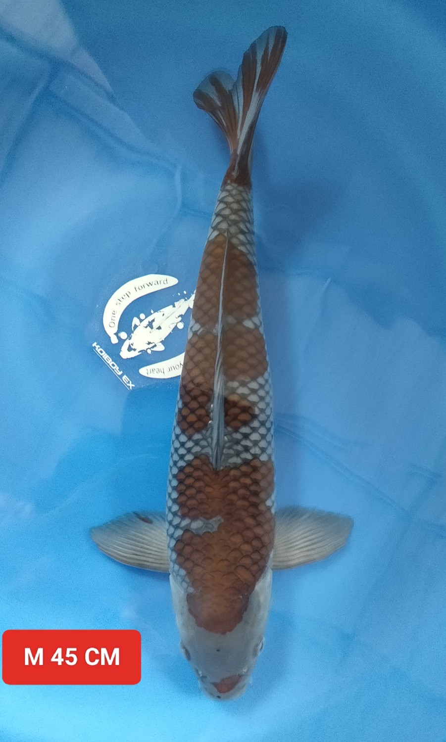 Juara 1