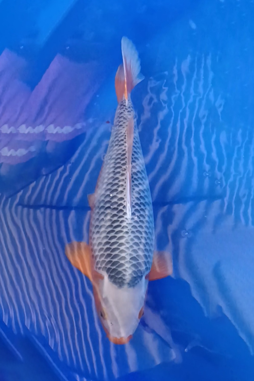 Best In Size D, 46 - 50 cm