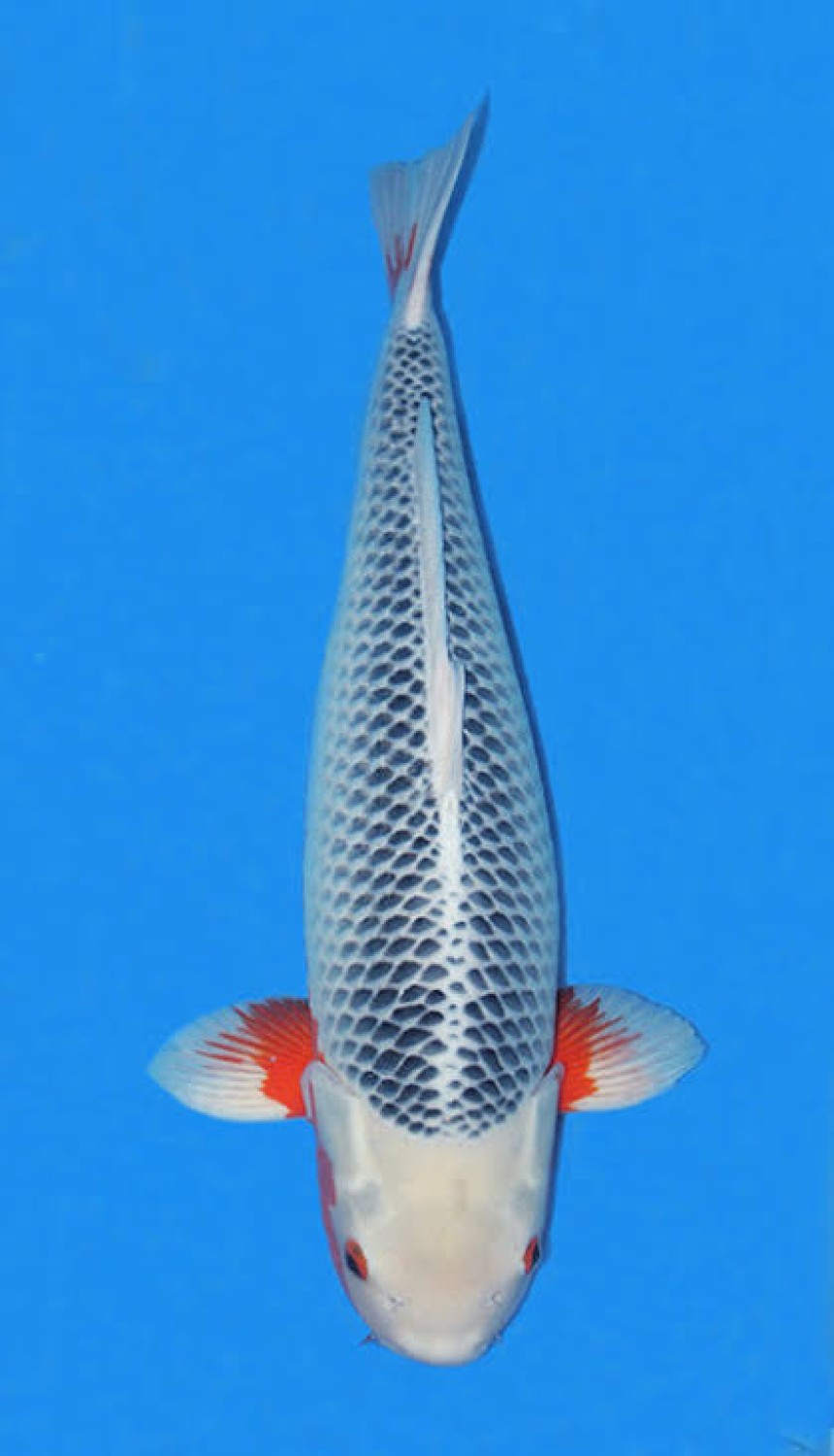 Juara 1