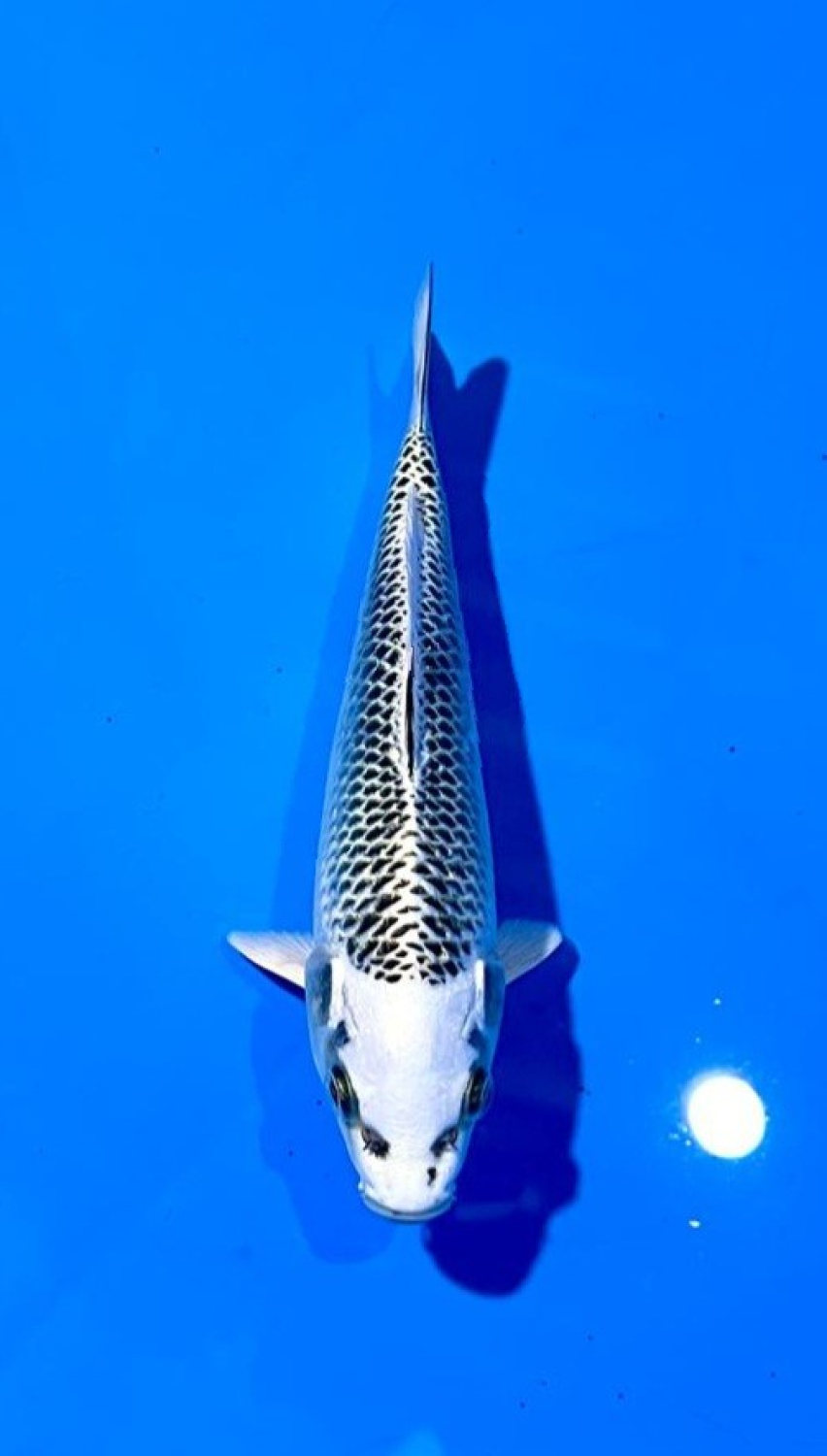 Juara 1