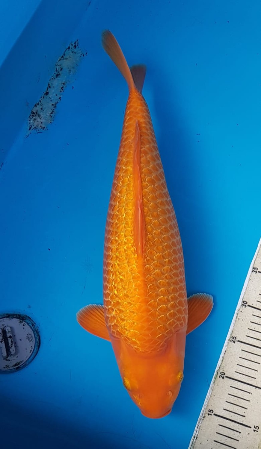 Juara 1