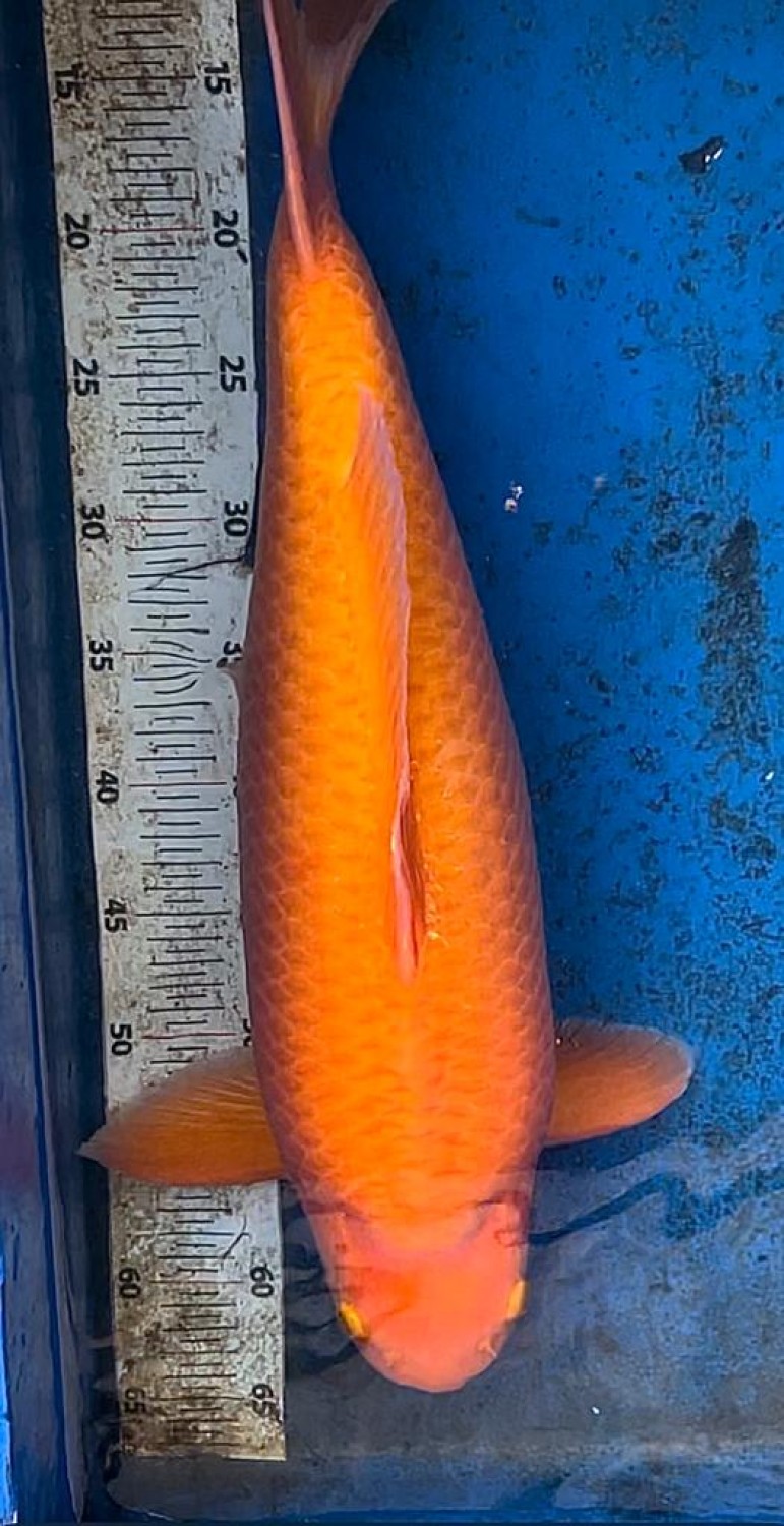 Juara 5