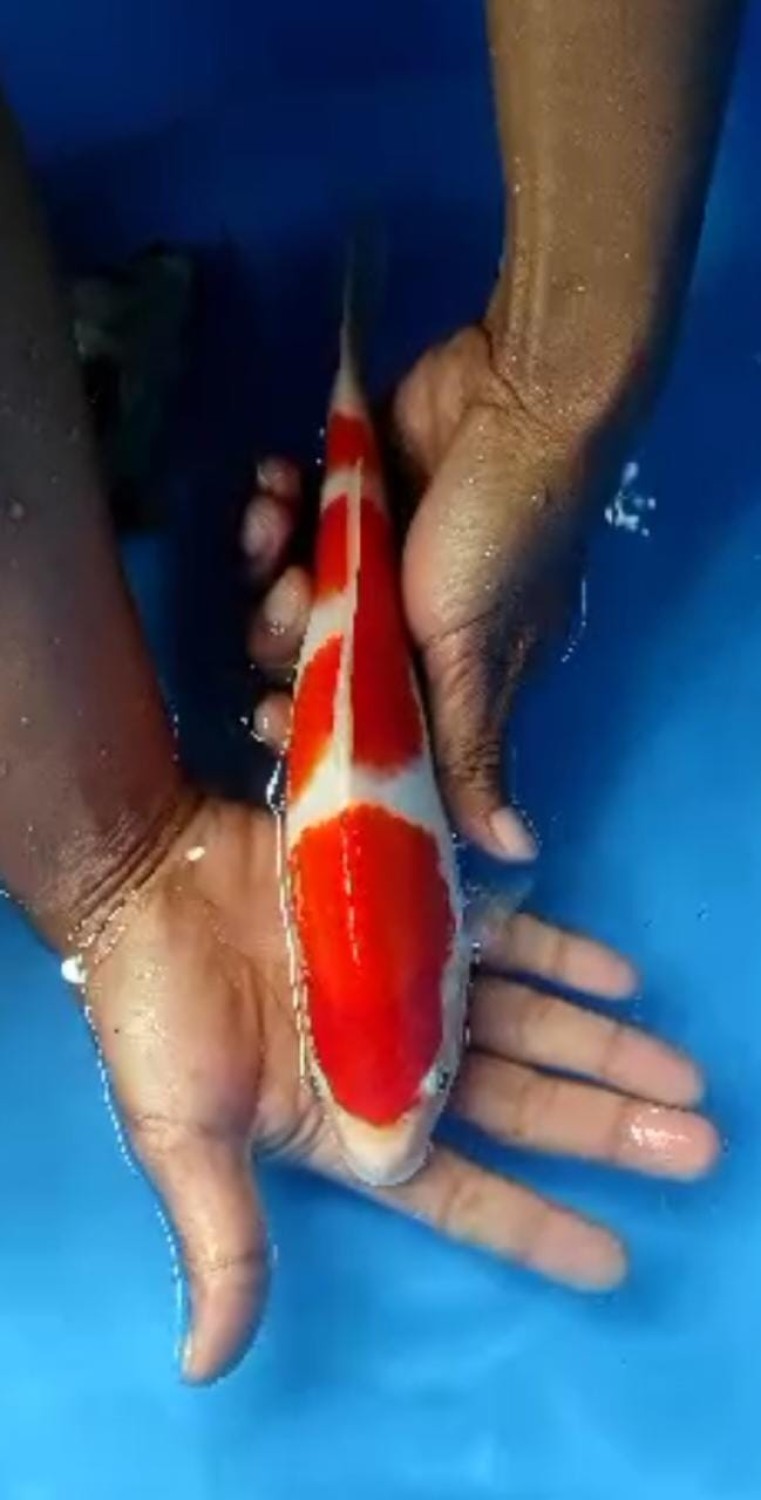 Juara 5
