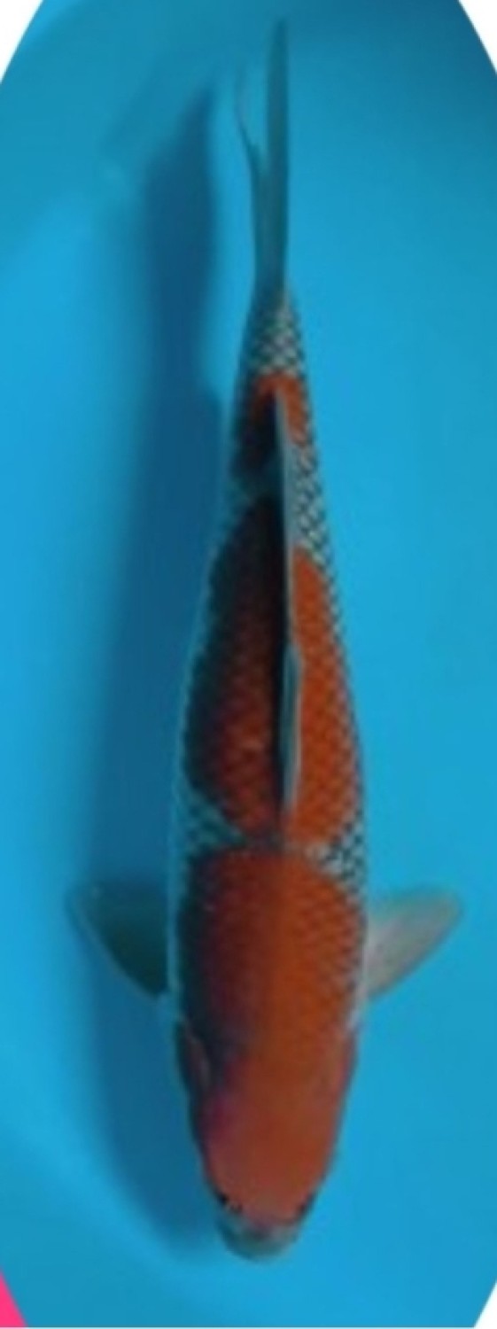 Juara 4