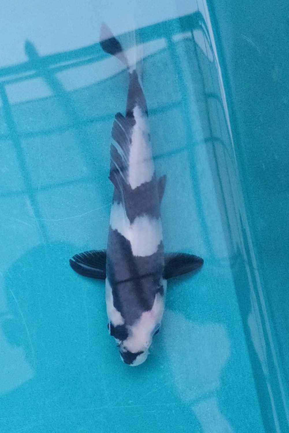 Juara 1
