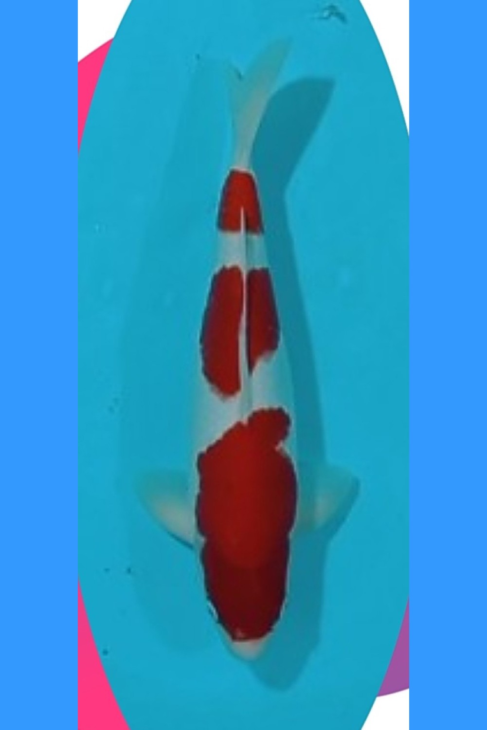 Best In Size A, 31 - 35 cm