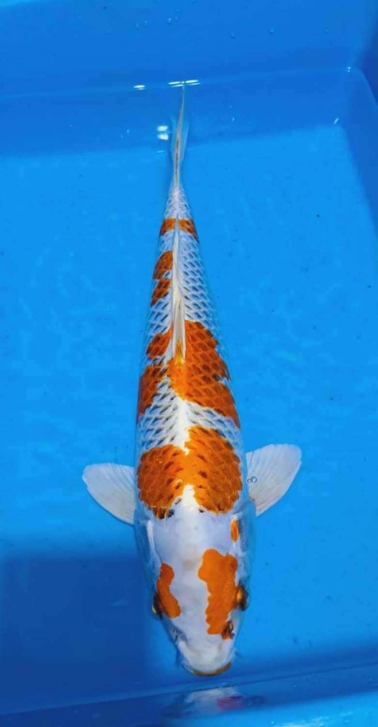 Juara 2