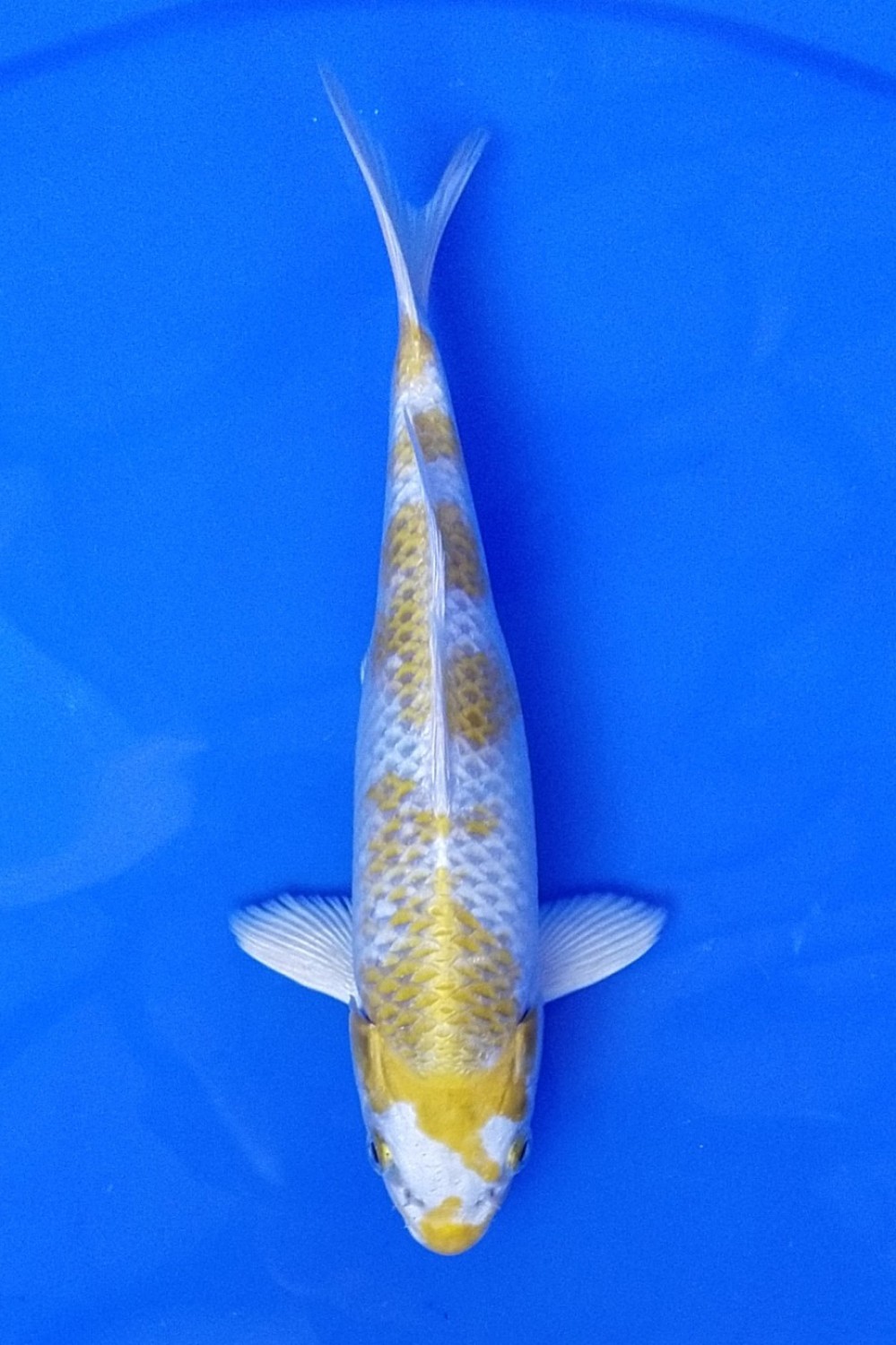 Juara 1
