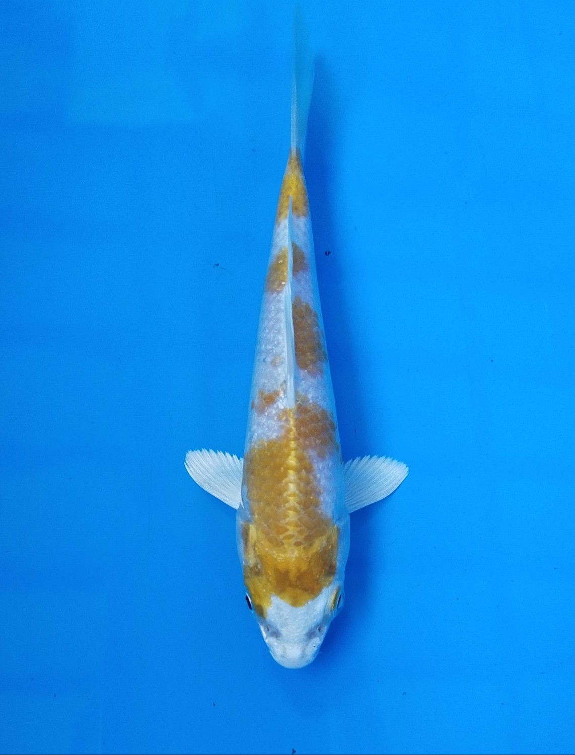 Juara 2