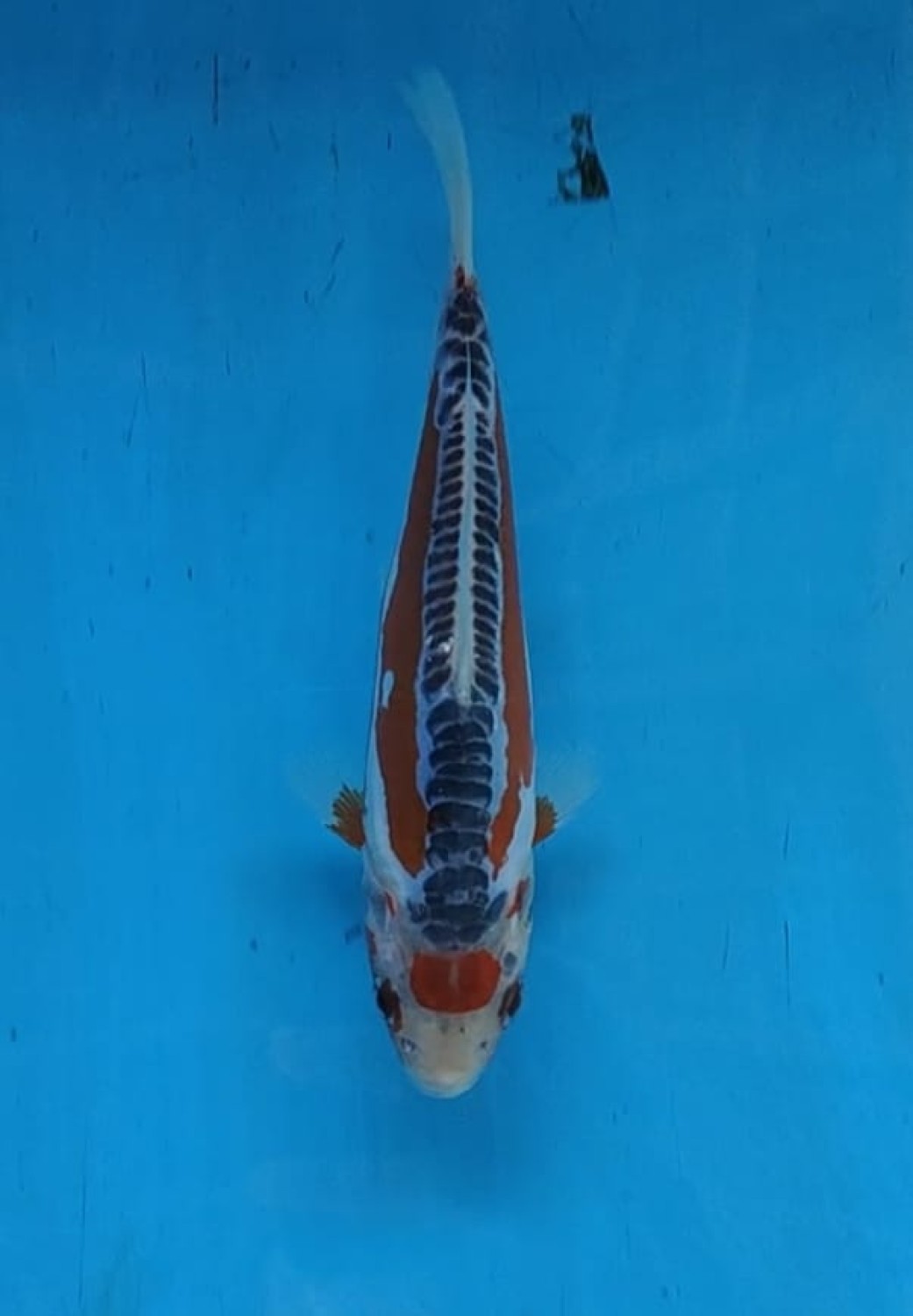 Juara 2