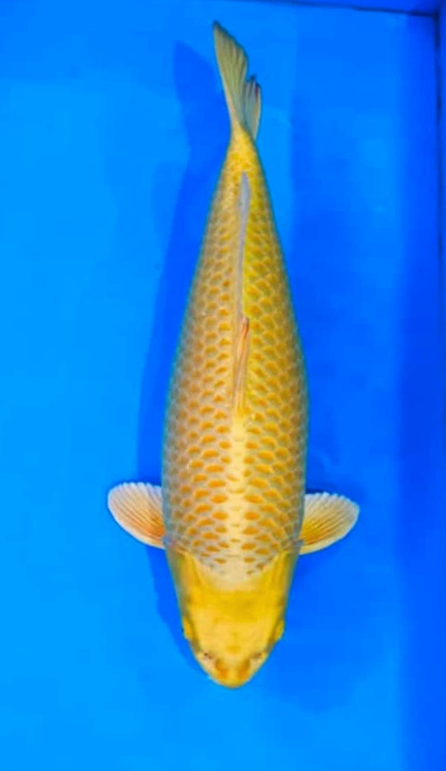 Juara 2