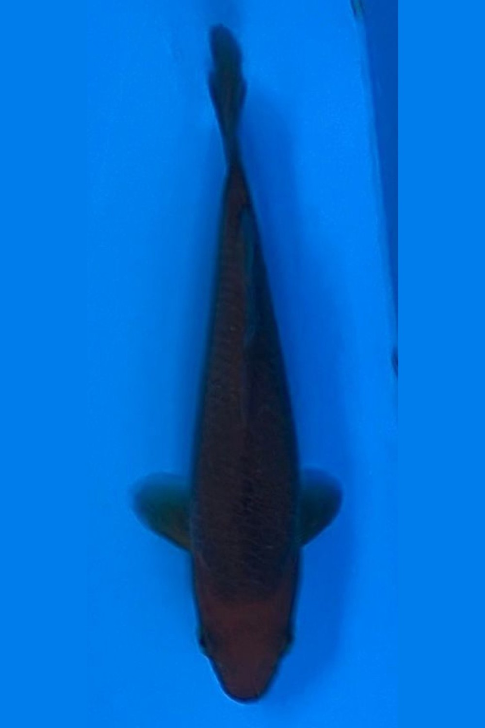 Juara 4