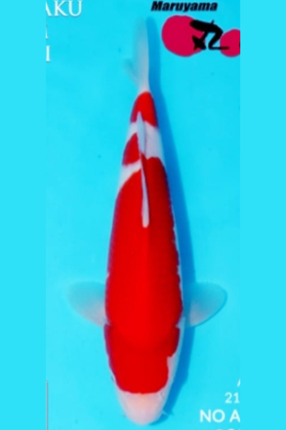 Juara 4