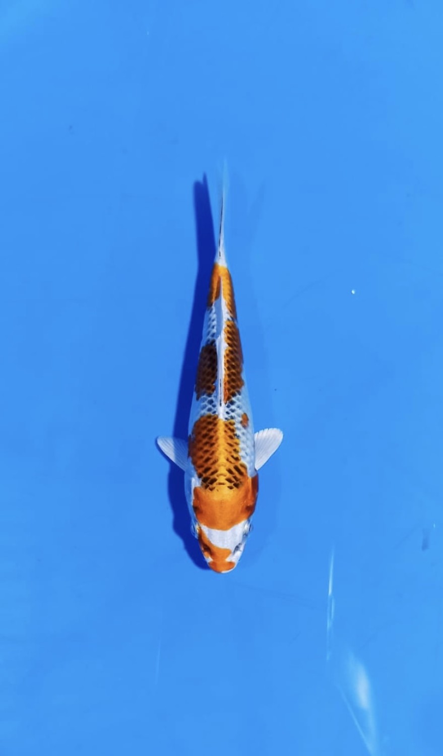 Best In Size B, 13 - 15 cm