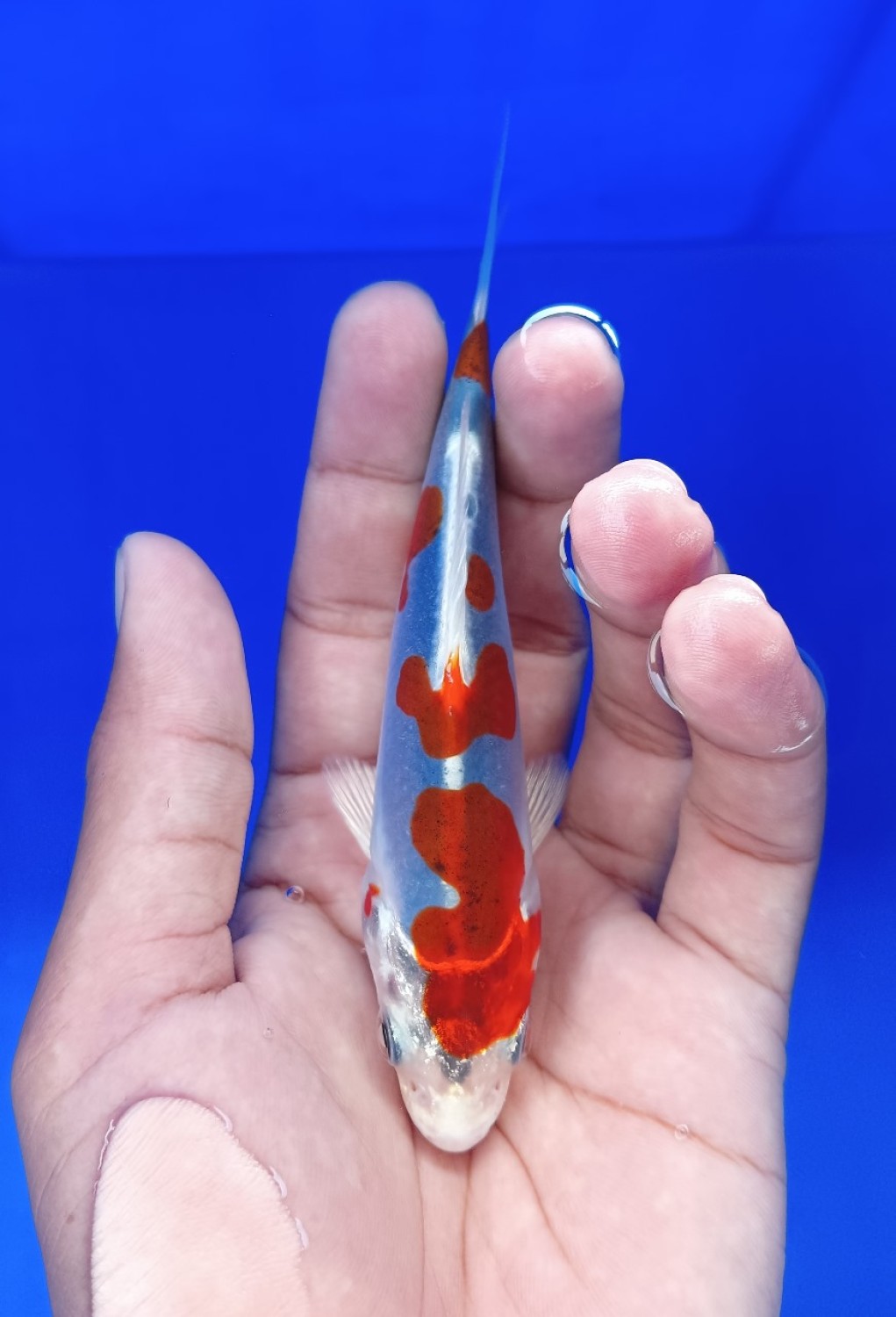Juara 1