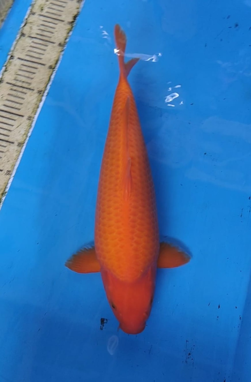 Juara 1