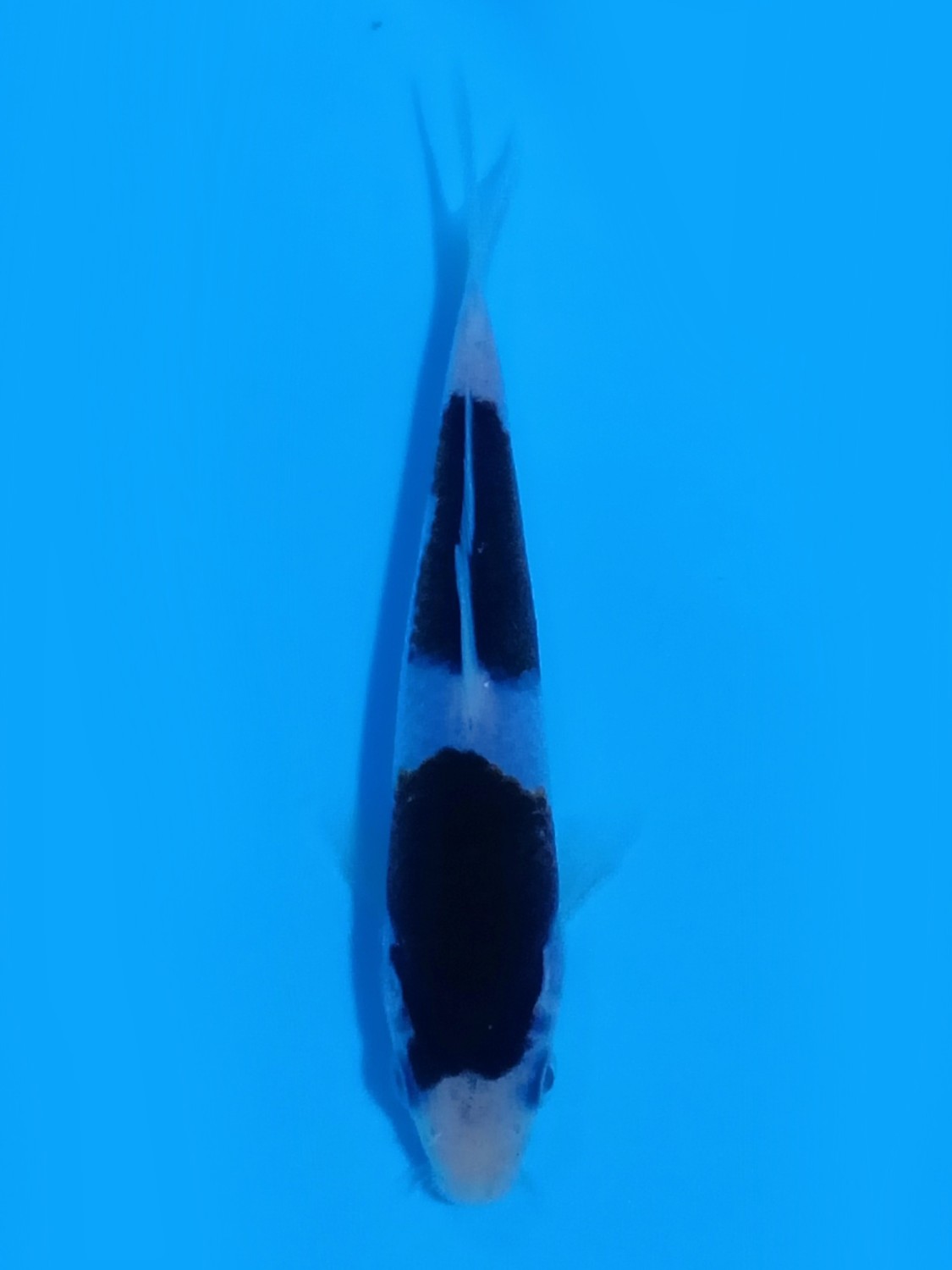 Juara 1