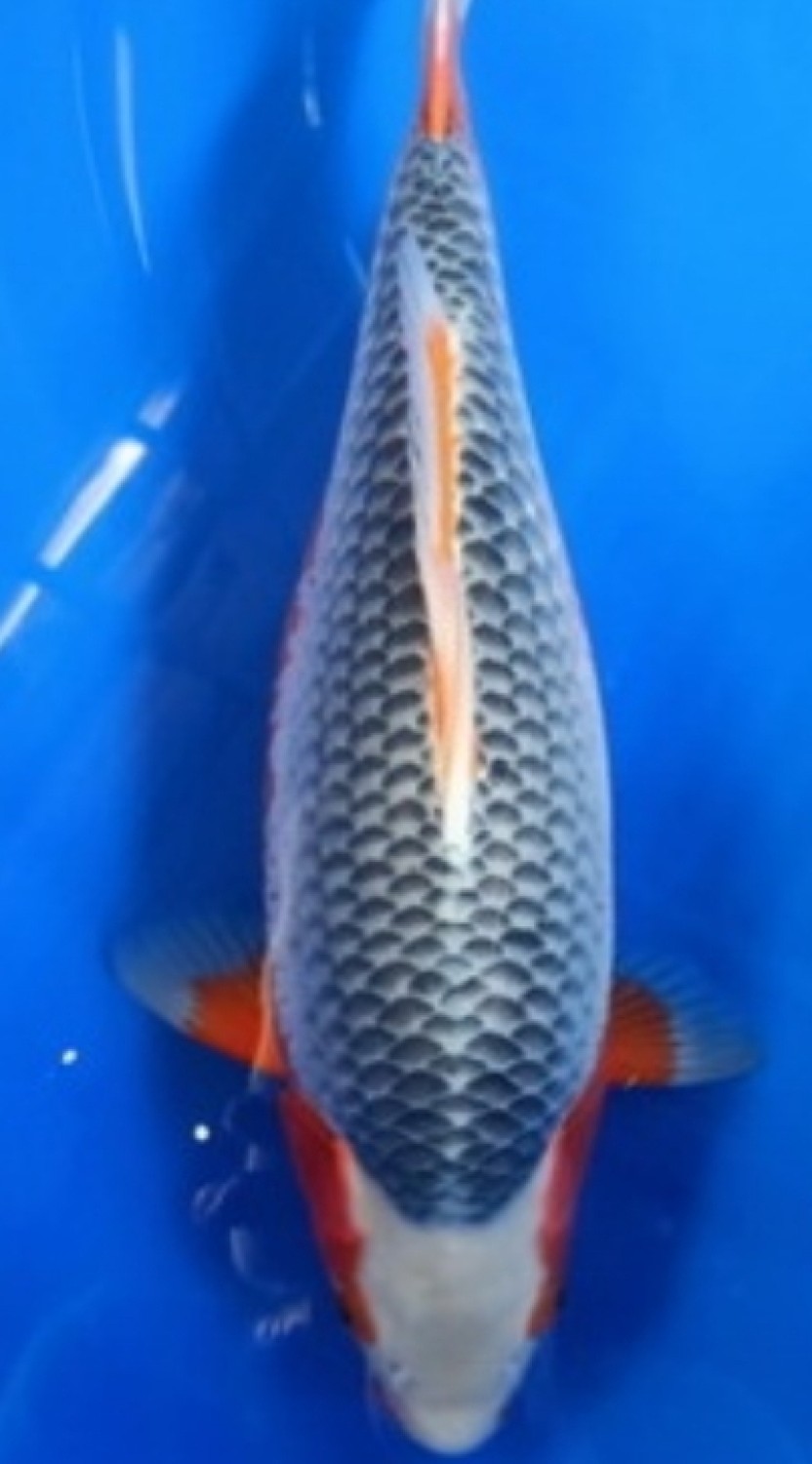 Juara 2